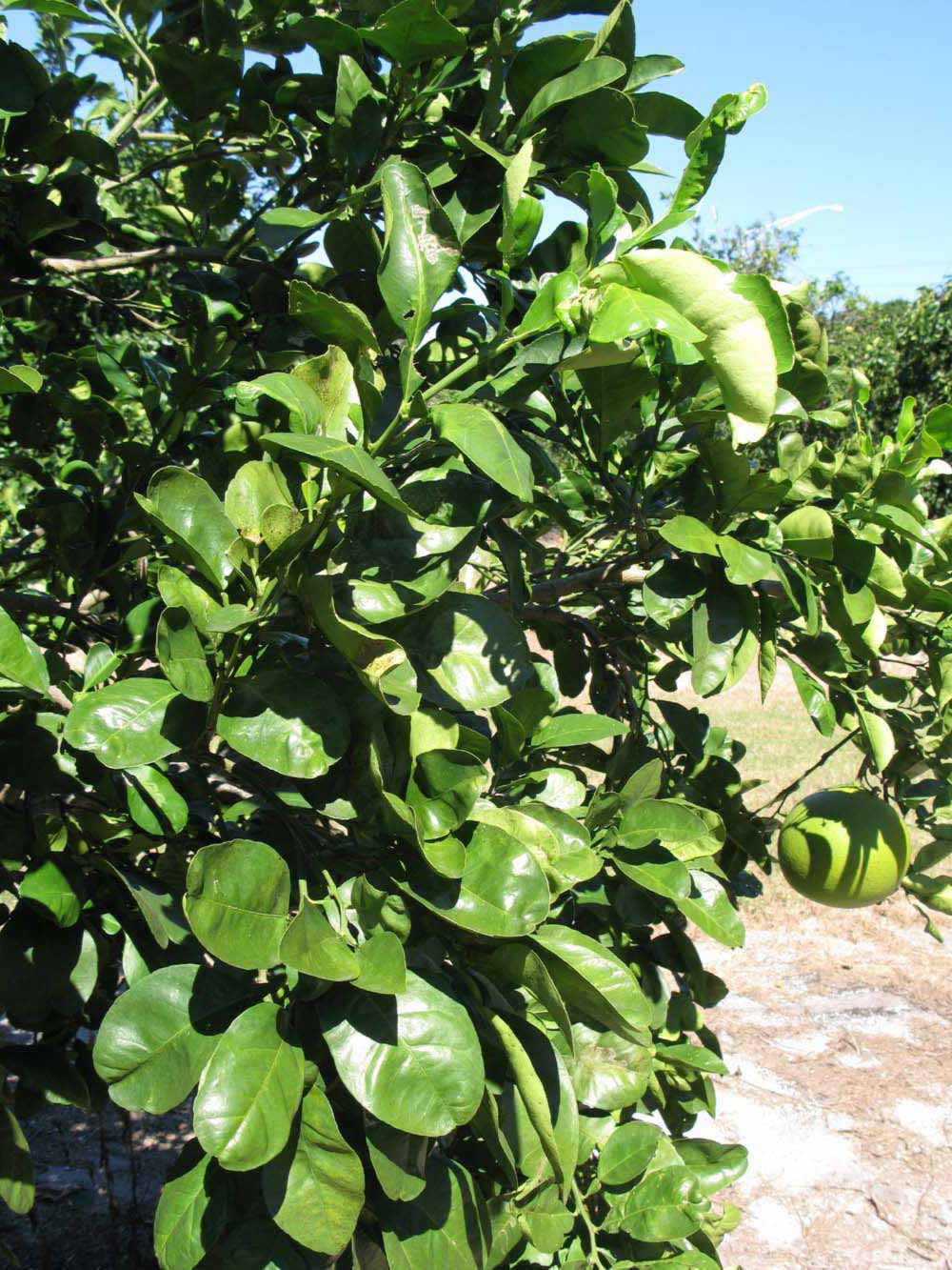              Sun leaves (Large Pink, Winter Haven,   FL)   